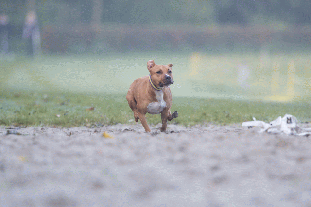 Bo4I7397 29945034194 O