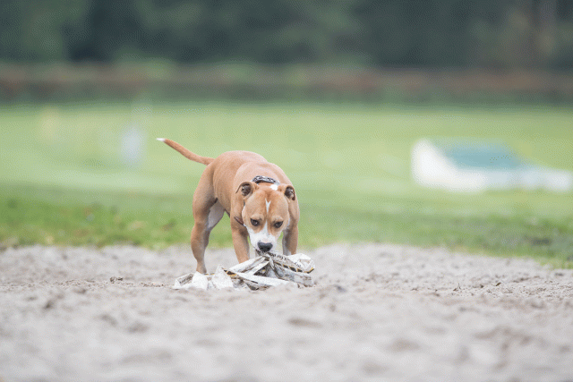 Bo4I7704 30267255690 O