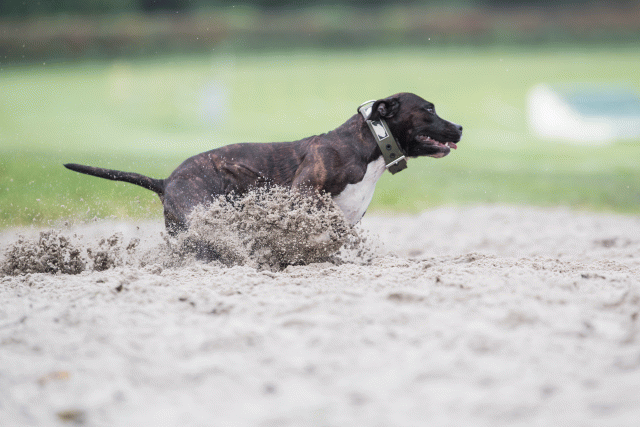 Bo4I7688 30267261890 O