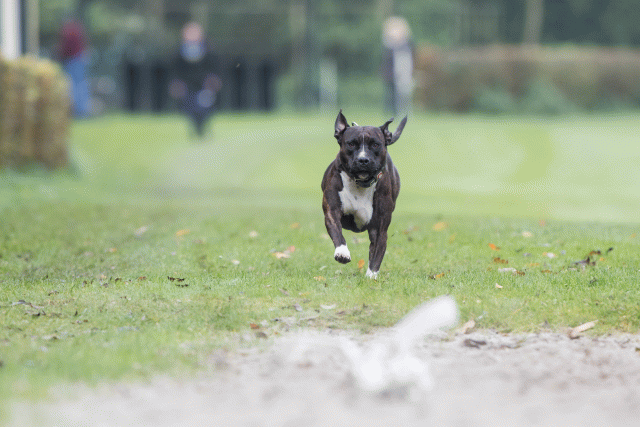 Bo4I7681 30267264940 O