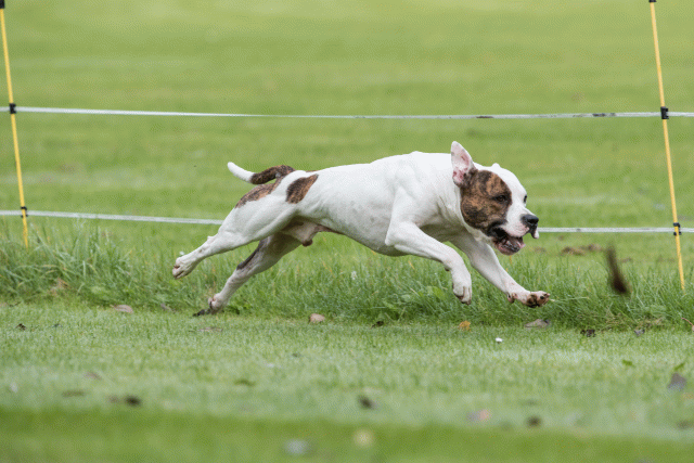 Bo4I7666 30267272000 O