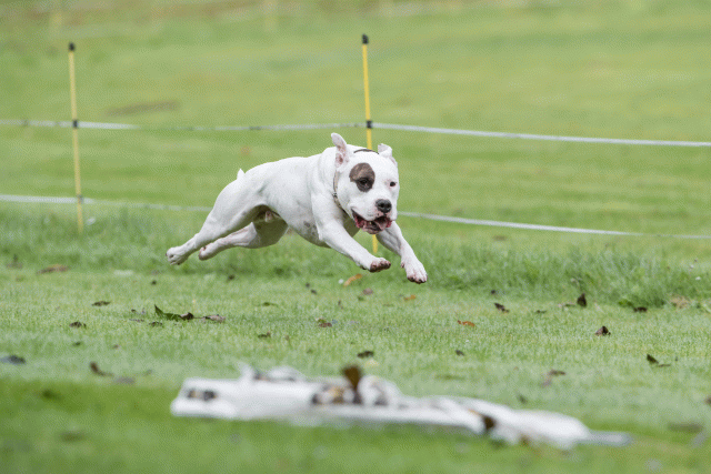 Bo4I7653 30267277410 O