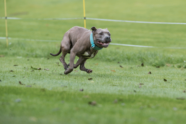 Bo4I7625 30277401970 O