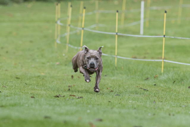 Bo4I7621 30277402520 O