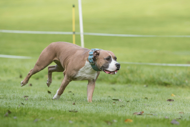 Bo4I7611 30277403200 O