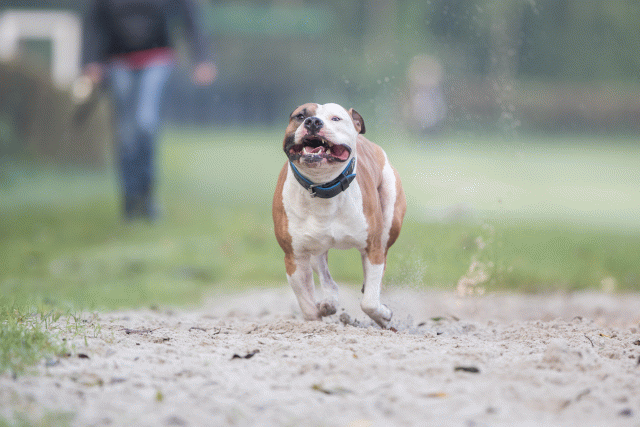 Bo4I7492 30277412850 O