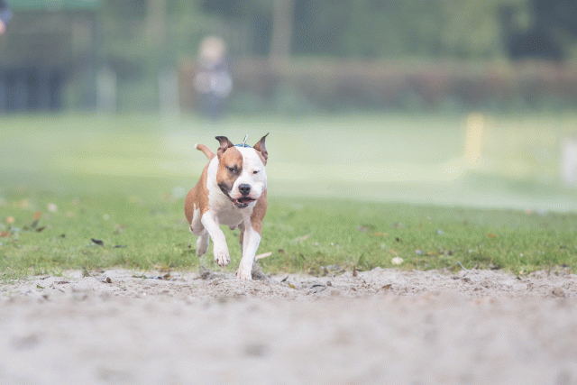 Bo4I7487 30277413420 O