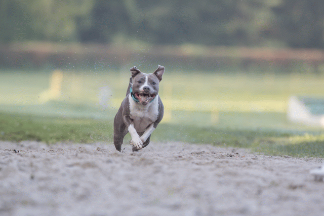 Bo4I7445 30277417130 O