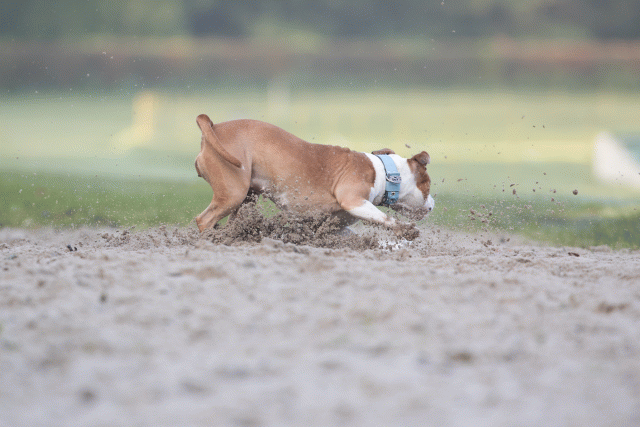 Bo4I7422 30277418510 O