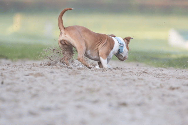 Bo4I7423 30277418560 O