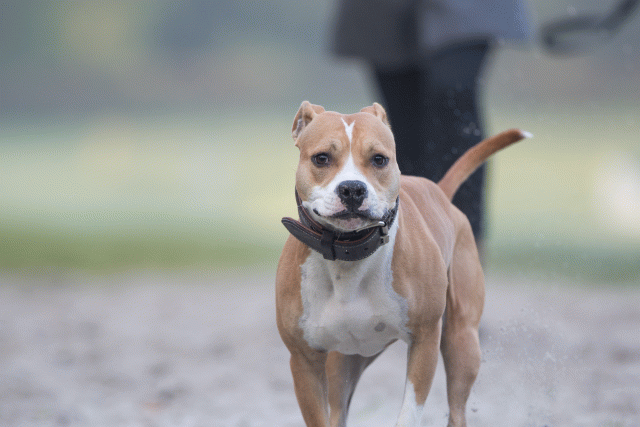 Bo4I7392 30277421320 O