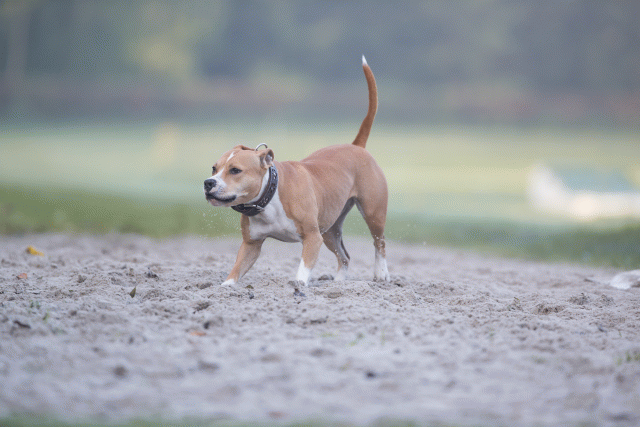 Bo4I7386 30277422040 O