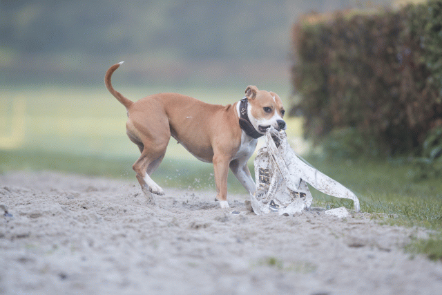 Bo4I7383 30277422350 O