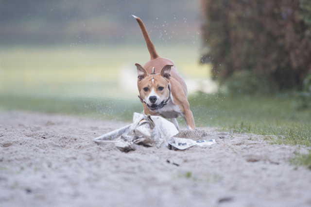 Bo4I7379 30277422680 O