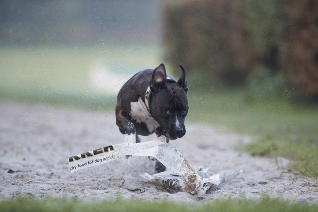 Bo4I7362 30277424390 O