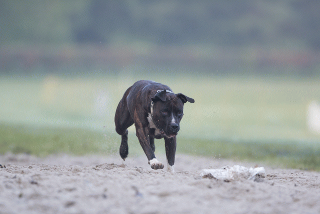 Bo4I7356 30277424870 O