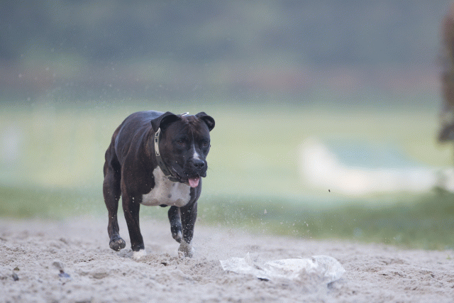 Bo4I7358 30277424970 O