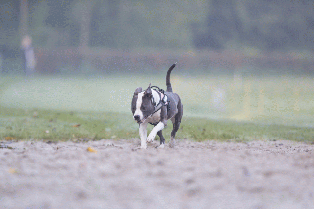 Bo4I7337 30277427020 O