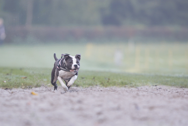 Bo4I7331 30277427700 O