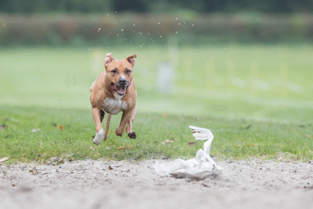 Bo4I7710 30449464762 O