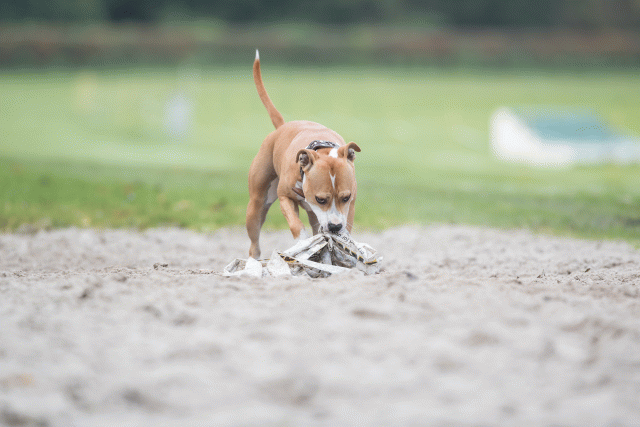 Bo4I7705 30449465512 O