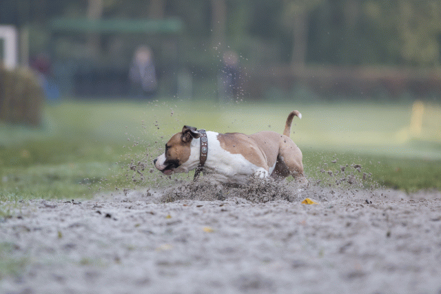 Bo4I7463 30459793502 O