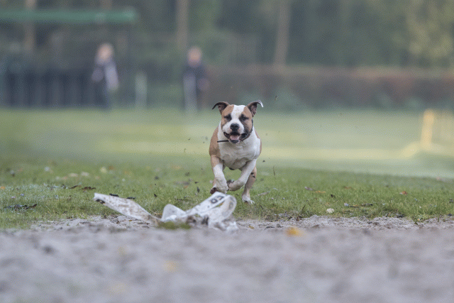 Bo4I7458 30459793912 O