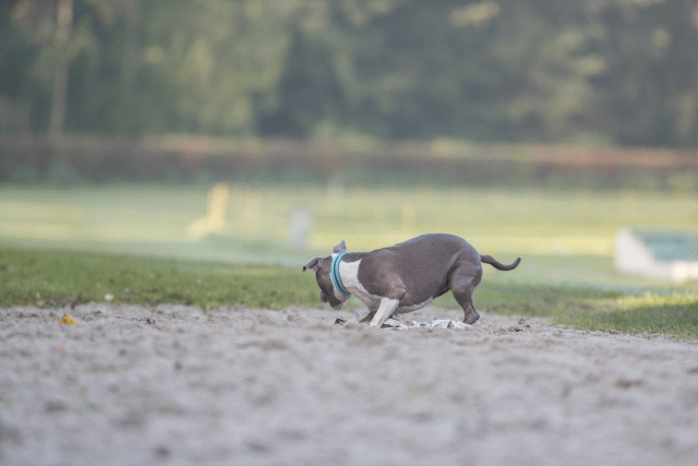 Bo4I7444 30459795852 O