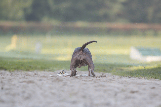 Bo4I7442 30459796102 O