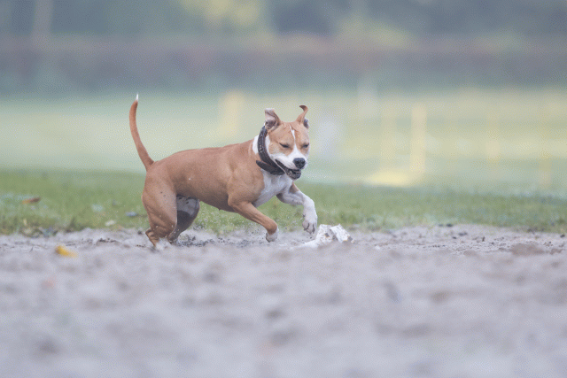 Bo4I7374 30459802772 O