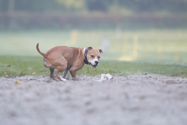 Bo4I7373 30459802952 O