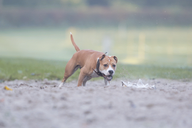 Bo4I7375 30459803762 O