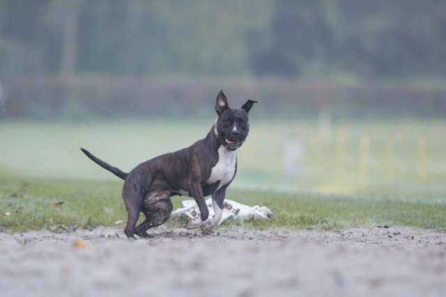 Bo4I7352 30459805682 O