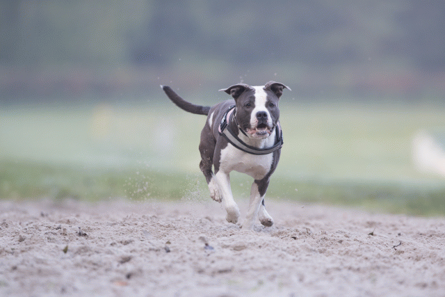 Bo4I7340 30459807082 O