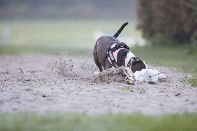 Bo4I7336 30459808282 O