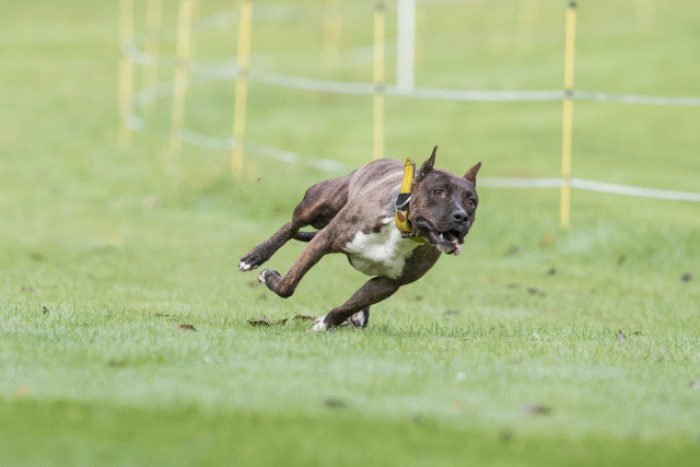 Bo4I7592 30488746411 O