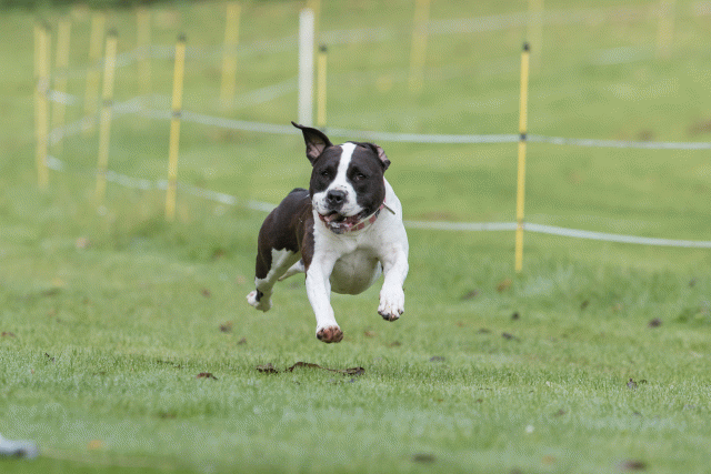 Bo4I7583 30488748881 O