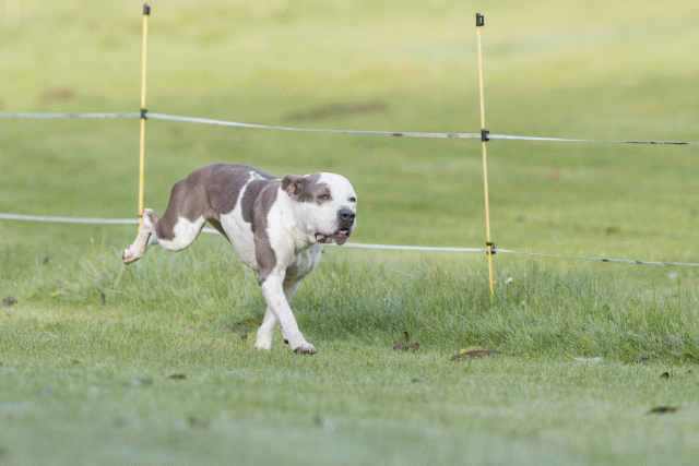 Bo4I7533 30488758941 O