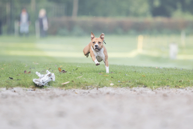 Bo4I7493 30488762741 O