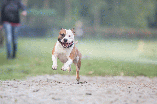 Bo4I7491 30488763121 O