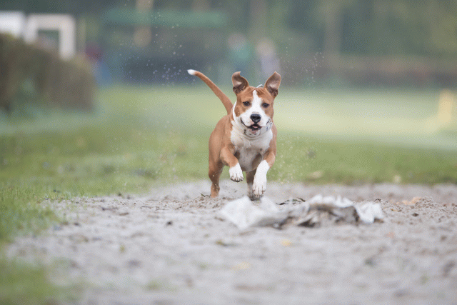 Bo4I7480 30488764911 O