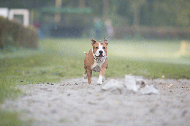 Bo4I7479 30488765581 O