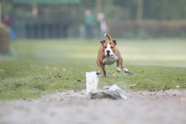 Bo4I7475 30488765861 O