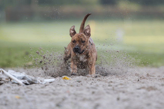 Bo4I7470 30488766181 O