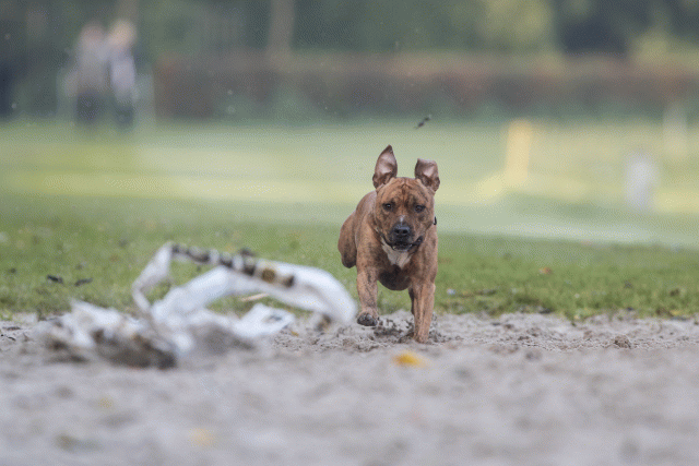 Bo4I7467 30488766511 O