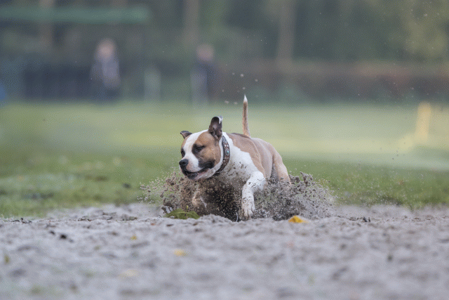 Bo4I7462 30488767641 O