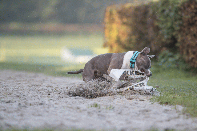 Bo4I7448 30488770011 O