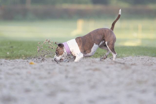 Bo4I7433 30488772351 O