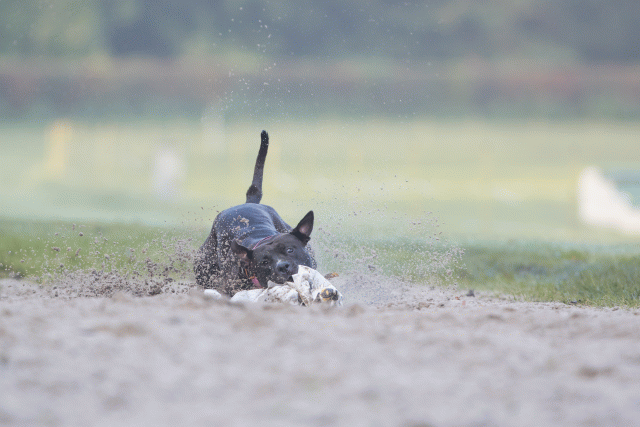 Bo4I7408 30488775281 O