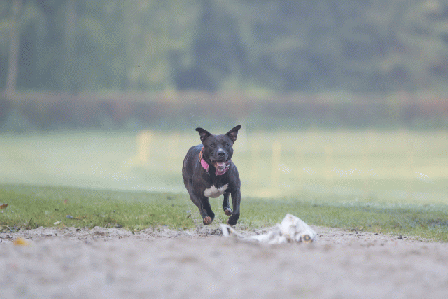 Bo4I7406 30488775681 O